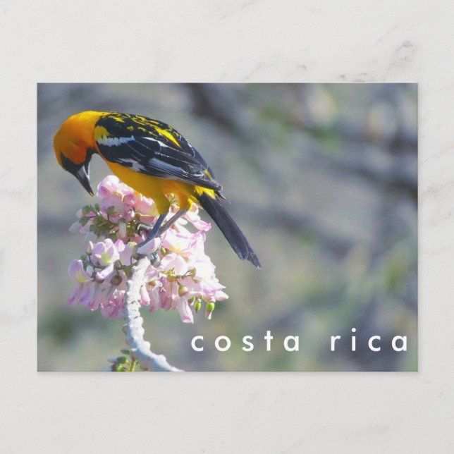 Costa Rica Birding Postcard Vykort (Framsida)