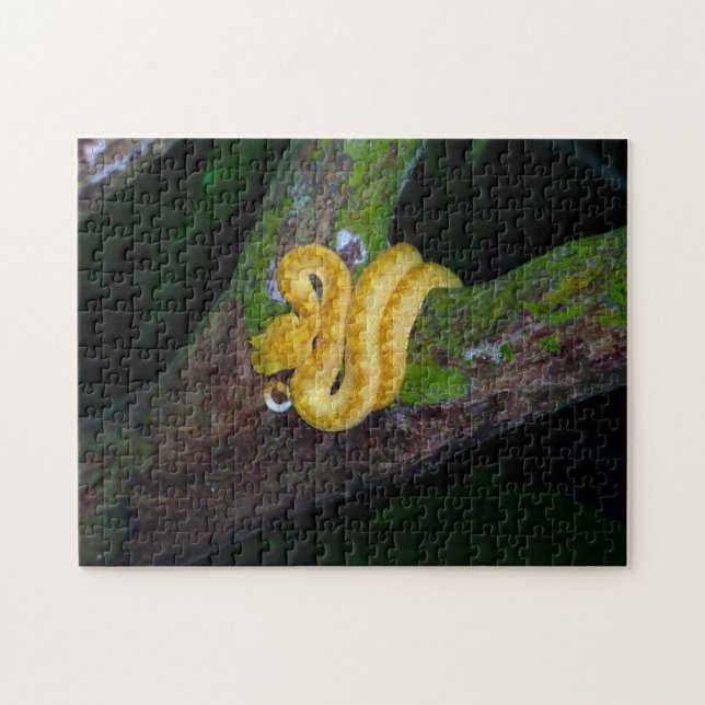 Costa Rica, Cahuita National Park - Eyelash viper Pussel (Horisontell)