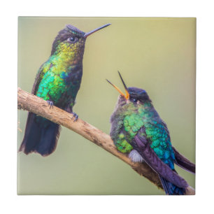Costa Rica Colorful Hummingbird-par Kakelplatta
