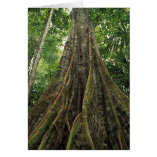 Costa Rica, Corcovado nationalpark, Stöttad Hälsningskort