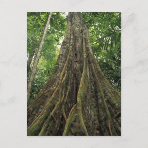Costa Rica, Corcovado nationalpark, Stöttad Vykort