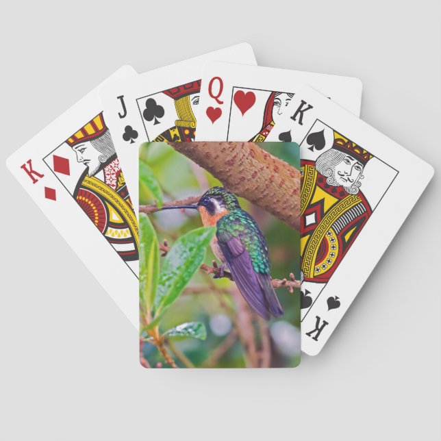Costa Rica fågel - Eldstrupig kolibri Casinokort (Baksidan)