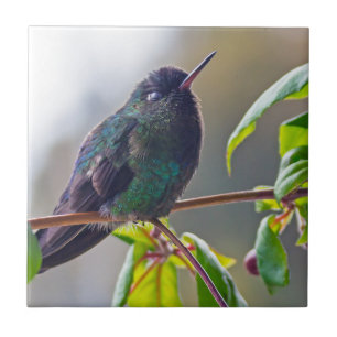 Costa Rica-fågel - Fiery-throated Hummingbird Kakelplatta