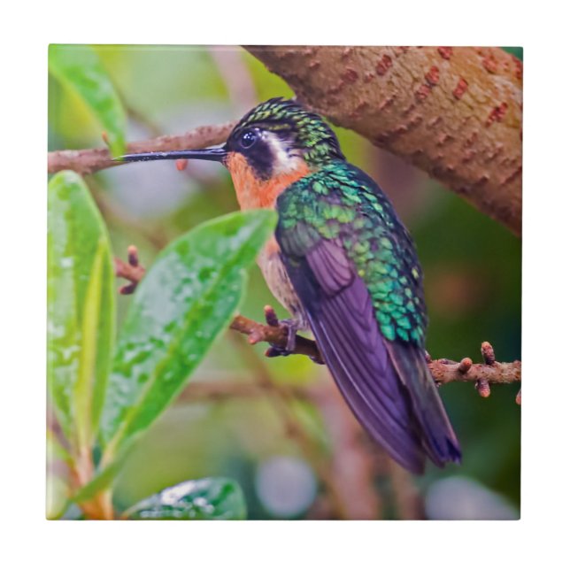 Costa Rica-fågel - Fiery-throated Hummingbird Kakelplatta (Framsidan)