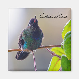 Costa Rica-fågel - Fiery-throated Hummingbird Magnet