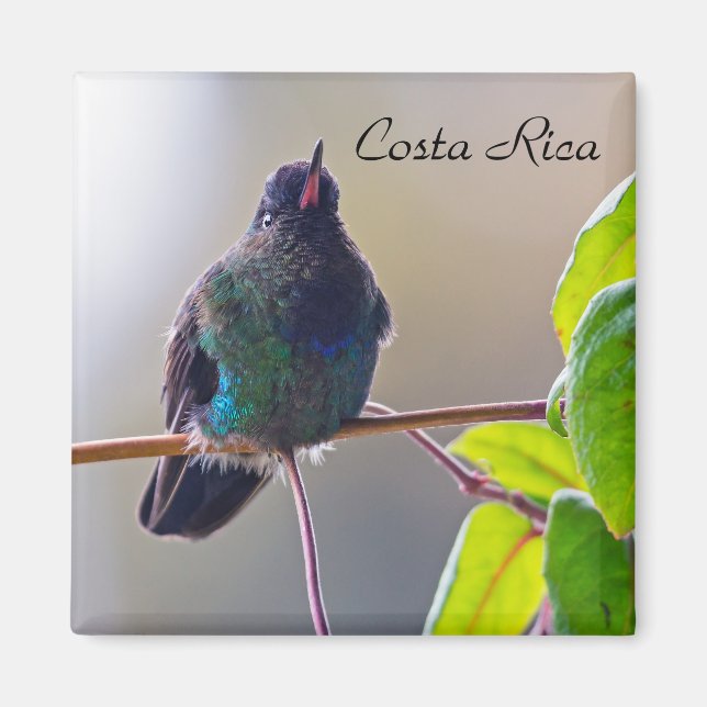 Costa Rica-fågel - Fiery-throated Hummingbird Magnet (Framsidan)