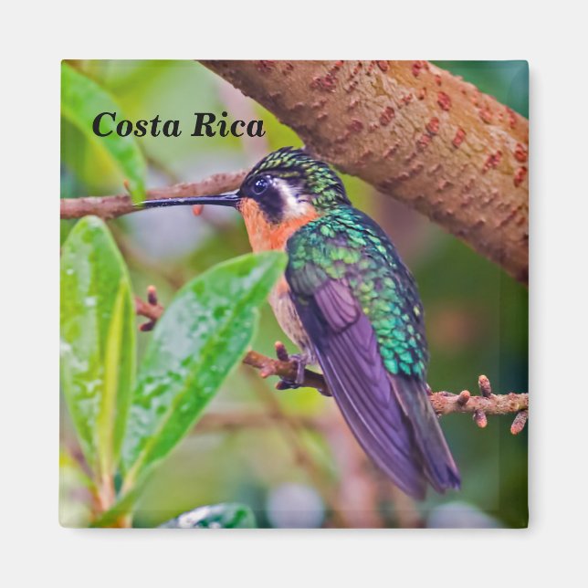 Costa Rica-fågel - Fiery-throated Hummingbird Magnet (Framsidan)