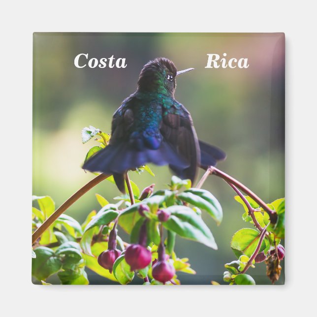 Costa Rica-fågel - Fiery-throated Hummingbird Magnet (Framsidan)