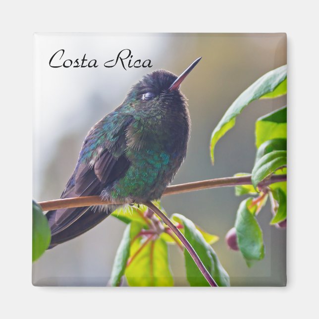 Costa Rica-fågel - Fiery-throated Hummingbird Magnet (Framsidan)
