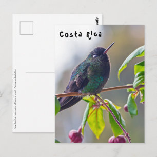 Costa Rica-fågel - Fiery-throated Hummingbird Vykort