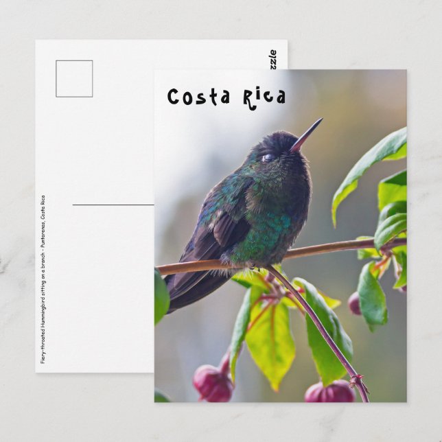 Costa Rica-fågel - Fiery-throated Hummingbird Vykort (Fram/baksida)