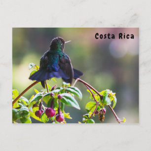 Costa Rica-fågel - Fiery-throated Hummingbird Vykort