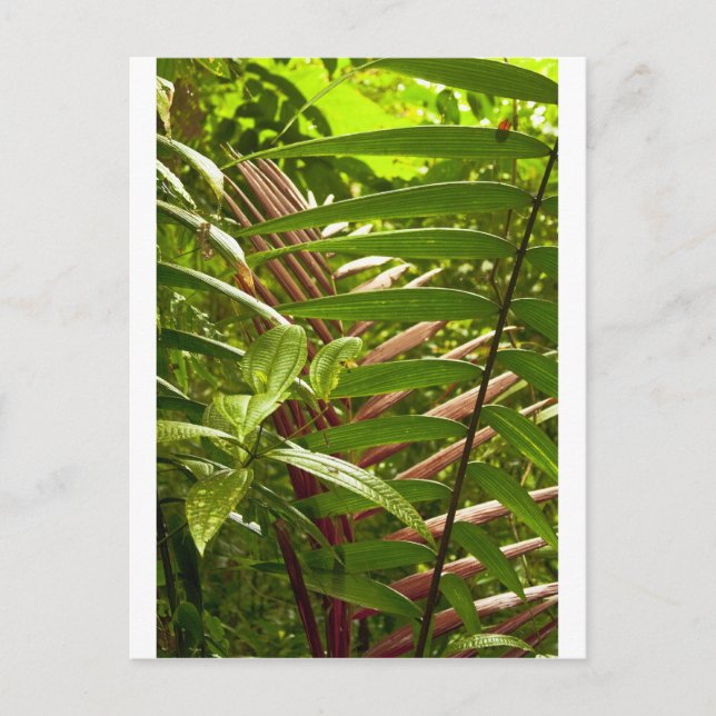Costa Rica Färg Mönster Vykort (Framsida)