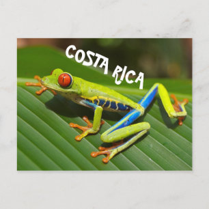Costa Rica-foto av rödögd träd groda Vykort