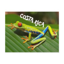 Costa Rica-foto av rödögd träd groda