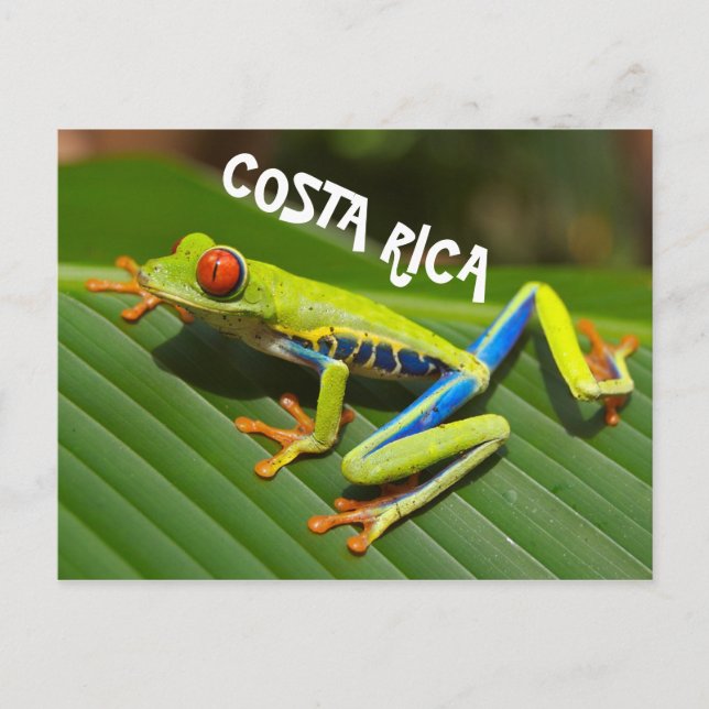 Costa Rica-foto av rödögd träd groda Vykort (Framsida)