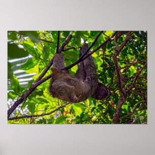 Costa Rica - Glad  Lättjefull Sengångare, Antonio  Poster