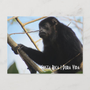 Costa Rica Howler Monkey-vykort Vykort