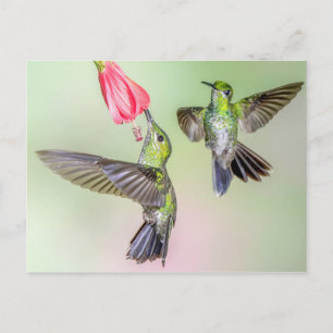 Costa Rica Hummingbird par flyter tillsammans Vykort
