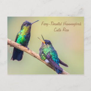 Costa Rica Hummingbird Vykort