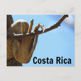 Costa Rica Iguana Souvenir-vykort Vykort