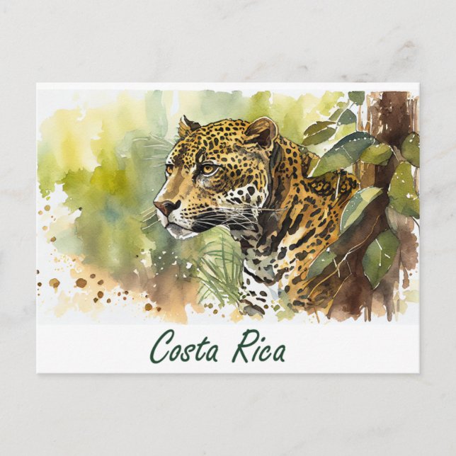Costa Rica Jaguar Vykort (Framsida)