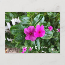 Costa Rica Lila Flower vycard Helg Vykort