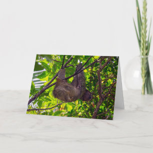 Costa Rica - Lycklig Lazy Sloth, Antonio Manuel NP Kort