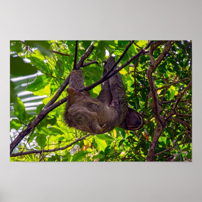 Costa Rica - Lycklig Lazy Sloth, Antonio Manuel NP Poster (Framsidan)