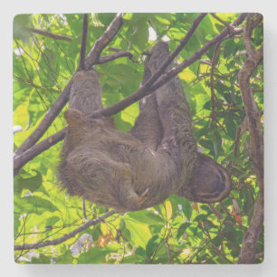 Costa Rica - Lycklig Lazy Sloth, Antonio Manuel NP Stenunderlägg