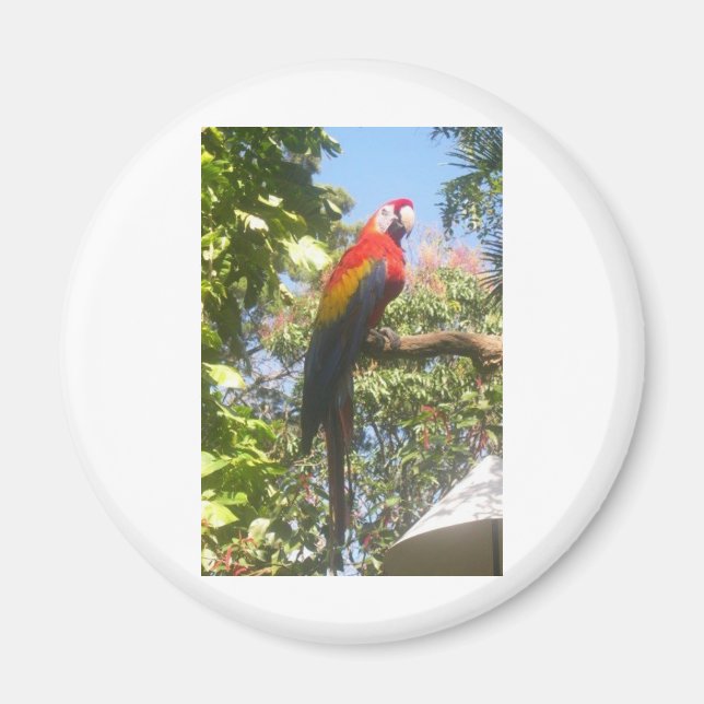 Costa Rica Macaw Magnet (Framsidan)
