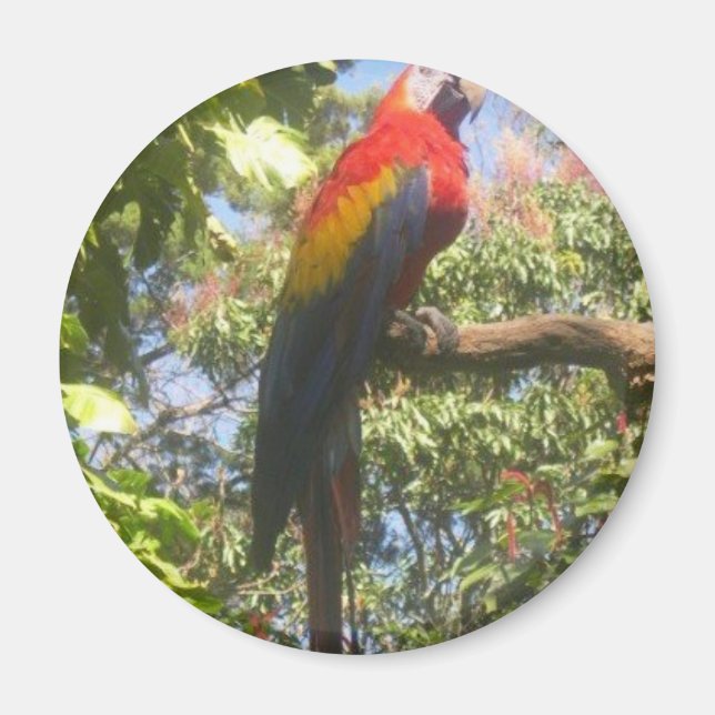 Costa Rica Macaw Magnet (Framsidan)