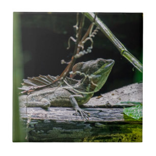 Costa Rica - Male Emerald Basilisk Lizard Kakelplatta