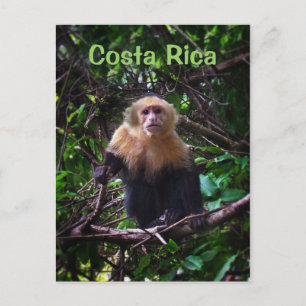 Costa Rica Monkey vykort