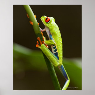 Costa Rica, Monteverde, Red Eyed Träd Frog Poster