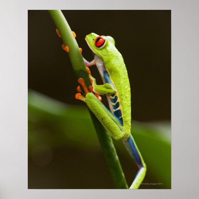 Costa Rica, Monteverde, Red Eyed Träd Frog Poster (Framsidan)