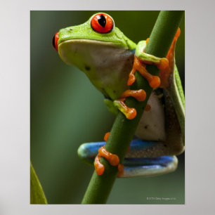Costa Rica, Monteverde, Red Eyed Träd Frog Poster