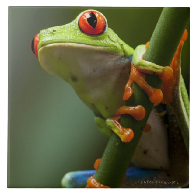 Costa Rica Monteverde, Röd-Synad trädgroda Kakelplatta (Framsidan)