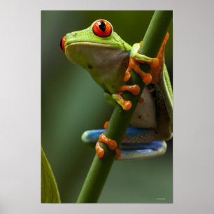 Costa Rica Monteverde, Röd-Synad trädgroda Poster