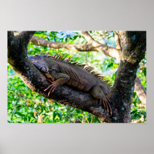 Costa Rica, Muelle - Lat iguan som vilar i ett trä Poster