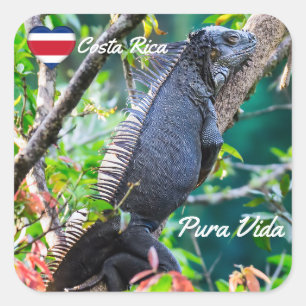 Costa Rica, Muelle - Lazy Iguana vilande i träd Fyrkantigt Klistermärke