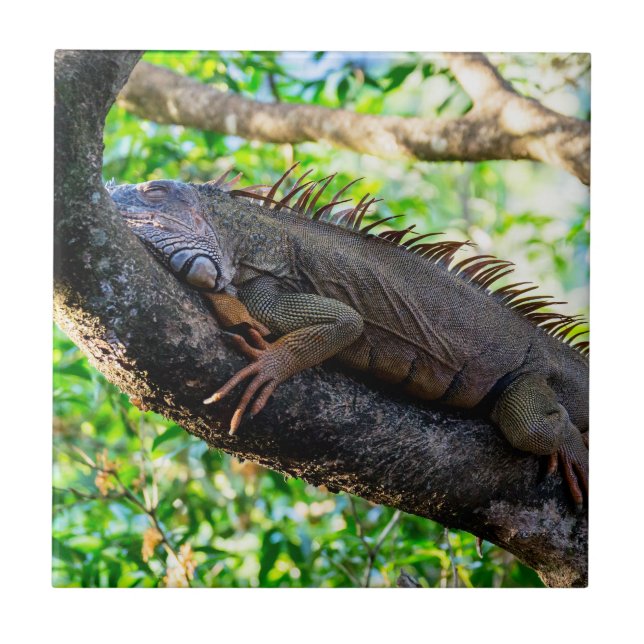 Costa Rica, Muelle - Lazy Iguana vilande i träd Kakelplatta (Framsidan)