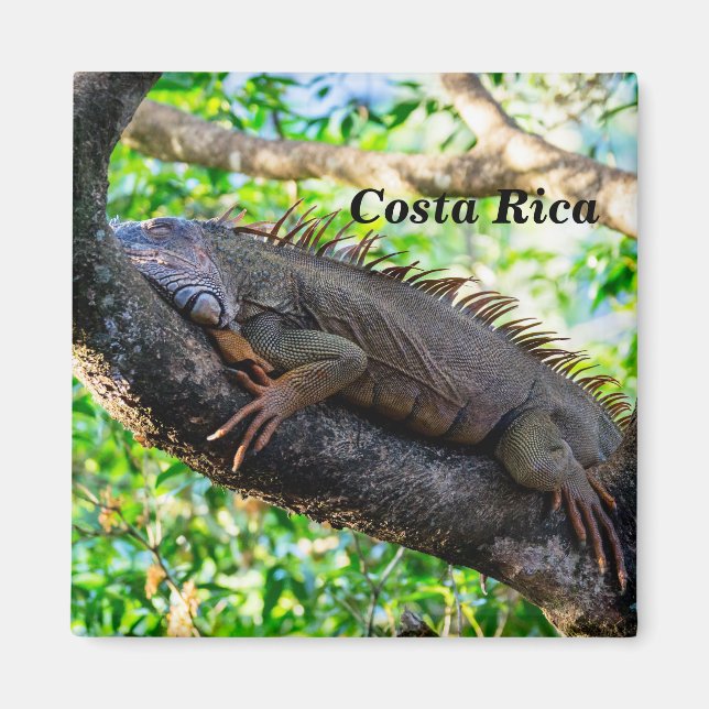 Costa Rica, Muelle - Lazy Iguana vilande i träd Magnet (Framsidan)
