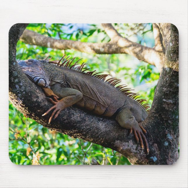 Costa Rica, Muelle - Lazy Iguana vilande i träd Musmatta (Framsidan)