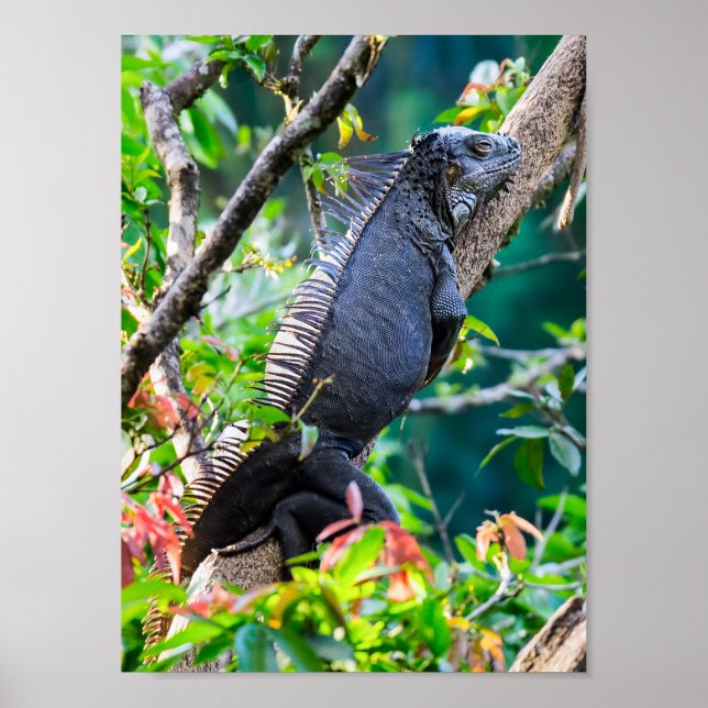 Costa Rica, Muelle - Lazy Iguana vilande i träd Poster (Framsidan)