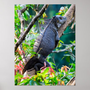 Costa Rica, Muelle - Lazy Iguana vilande i träd Poster