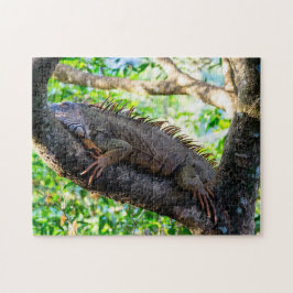 Costa Rica, Muelle - Lazy Iguana vilande i träd Pussel