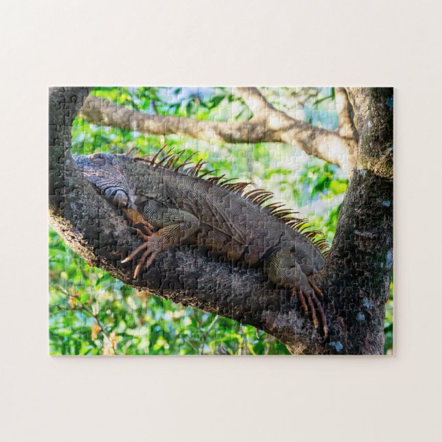 Costa Rica, Muelle - Lazy Iguana vilande i träd Pussel (Horisontell)