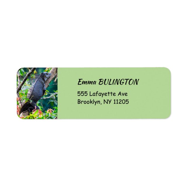 Costa Rica, Muelle - Lazy Iguana vilande i träd Returadress Etikett (Framsidan)