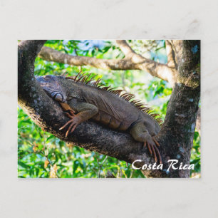 Costa Rica, Muelle - Lazy Iguana vilande i träd Vykort